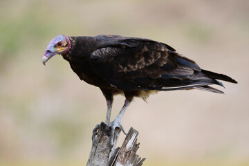  View of a beautiful Lesser Yellow-headed Vulture (Cathartes burrovianus)