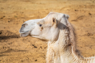 Portrait of a camel resting on sand.