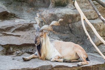 Close-up portrait of Markhor, Capra falconeri, wild goat native to Central Asia, Karakoram and the...