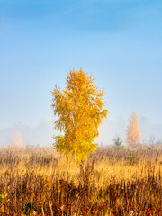 Fototapeta na wymiar Atmospheric autumn landscape. Birch tree with yellow leaves alone in a meadow on a foggy morning. Vertical frame.
