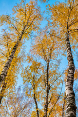 Birch with yellow leaves and blue sky in autumn season. View from bottom to top. Vertical frame.