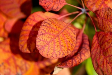 gefärbte Blätter im Herbst
