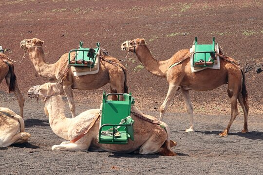 Dromedare in einer Karawane auf Lanzarote