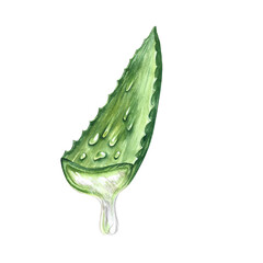 Aloe vera. Watercolor illustration. Sliced aloe vera with juice flowing out. For labels and packaging.