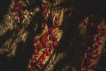 Red bug. Accumulation of soldier bugs. Red beetles in sun.