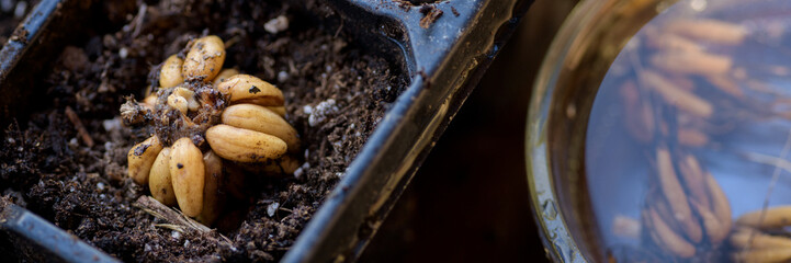 Ranunculus asiaticus or persian buttercup. Presoaked ranunculus corms planted in a propagation tray. Ranunculus corms, tubers or bulbs.