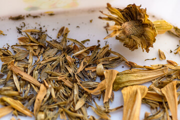 Dried zinnia flower head. Collecting seeds for propagation. Gardening background.