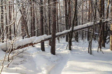Sunrise in the snowy forest in winter. Beautiful view