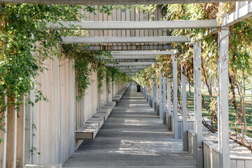 promenade in the park - intimate space in nature. Galitsky Park in Krasnodar