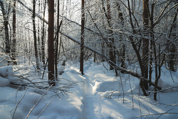 Sunrise in the snowy forest in winter. Beautiful view