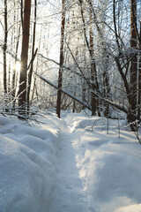 Obraz premium Sunrise in the snowy forest in winter. Beautiful view