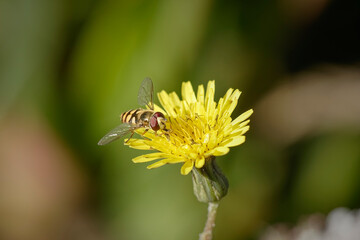 Colorful fly sucking pollen