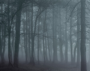 Fototapeta premium Analog foggy forest