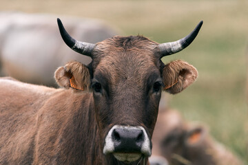 head of brown haired cow with big horns staring at the camera grazing calmly in the green meadow, ruta del cares asturias, spain