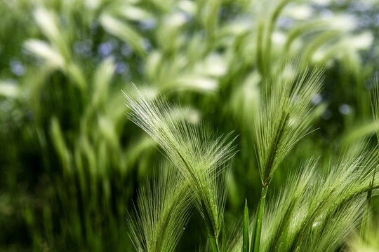 Foxtail barley (Hordeum jubatum) in the field