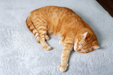 Ginger cat lying on the bed and sleep. Shallow focus.