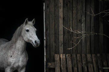 Grey horse portrait/ portret siwego konia - obrazy, fototapety, plakaty
