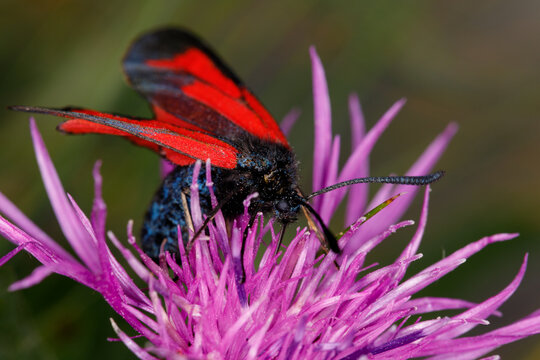 Minosse Insect รูปภาพMinos – เลือกดูภาพถ่ายสต็อก เวกเตอร์ และวิดีโอ3,292 | Adobe Stock