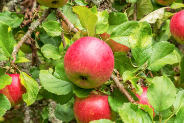 A bright red apple on a green apple tree