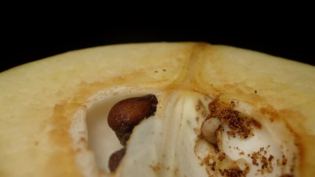 The worm defecates inside the fruit of a quince or apple, macro photography on a black background. Bones