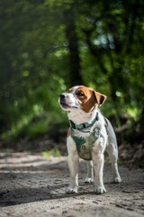 Pies Jack Russel Terrier/ Jack Russel Terrier Dog - obrazy, fototapety, plakaty