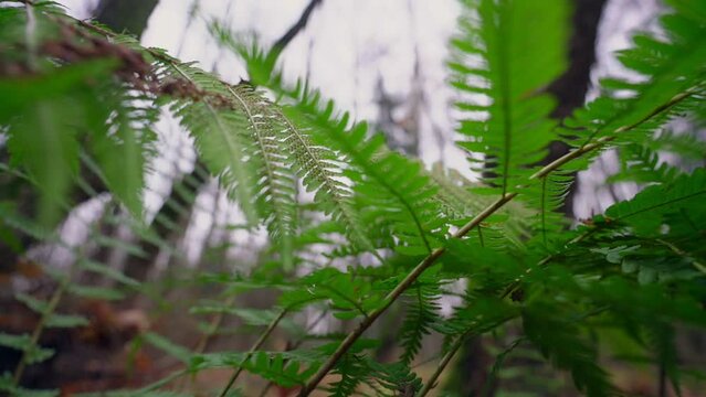 Fern is flowerless plant which has feathery or leafy fronds and reproduces by spores released from the undersides of the fronds.