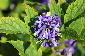 Clematis heracleifolia, the tube clematis is a species of flowering plant in the buttercup family...