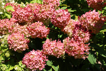 Hydrangea (common names hydrangea or hortensia) is a genus of 70–75 species of flowering plants native to southern and eastern Asia (China, Japan, Korea, the Himalayas, and Indonesia) and the Americas