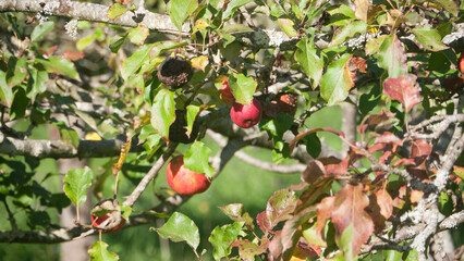 Manzanas rojas en rama de manzano de huerta