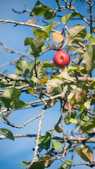 Una manzana roja en rama de manzano de huerta
