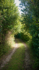 Tunel de arboles y arbustos en camino rural