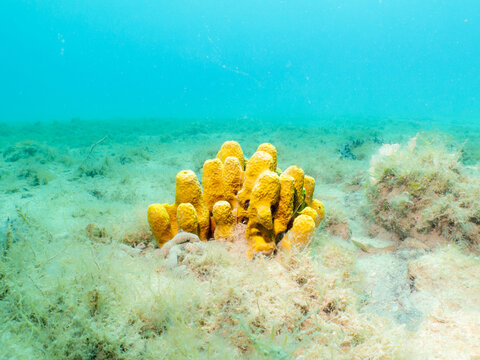 Yellow tube sponge, Aplysina aerophoba, with a light turquoise ocean background. Picture from the Adriatic Sea, Croatia