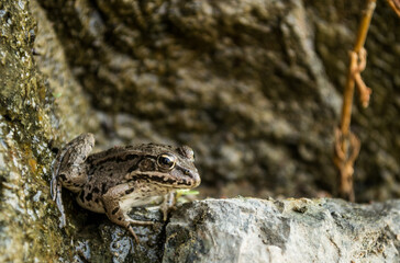 Green frog on the sandy shore of the lake.