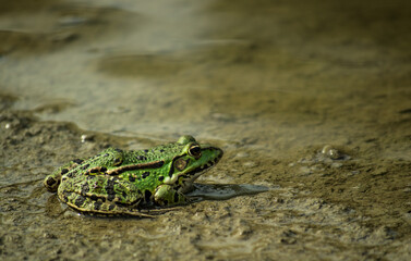Green frog on the sandy shore of the lake.