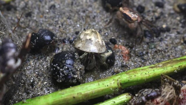 hermit crab,Paguroidea, Clibanarius fonticola are omnivorous scavengers, eating microscopic mussels and clams, bits of dead animals, and macroalgae