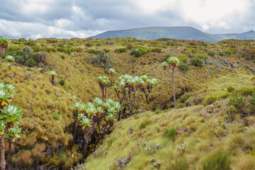 Scenic view of high altitude moorland against mountains at Chogoria Route, Mount Kenya National Park, Kenya