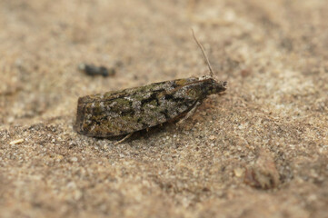 Closeup on the colorful, small Tortrix Cock's-head Bell moth, Zeiraphera isertana, isolated on wood