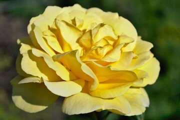The macro world of a yellow rose flower is shot from a close distance and reflects the indescribable beauty of a natural creation.