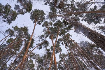 Tops of pine trees against the blue sky.