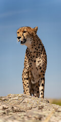 Cheetah over the rock looking for preys with blue sky