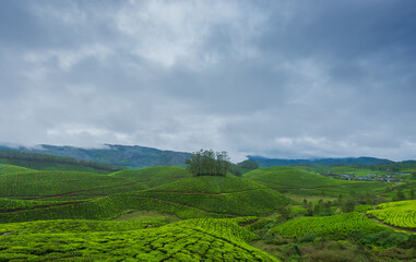 Fototapeta na wymiar plantation in the mountains, Munnar, Kerala, India.