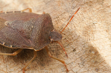 Closeup on an overwintering and brown colored green shieldbug, Palomena prasina