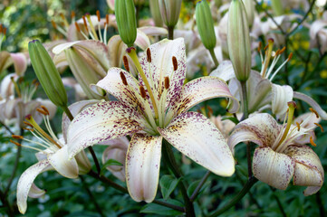 The macrocosm of the lily flower conveys the unique combination of colors and the indescribable beauty of nature.