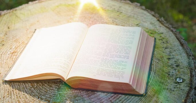 Holy Bible. Open sacred book on a natural background. Forest nature. Rays of sunlight fall on the pages. Big old stump.