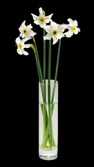 narcissus in  vase on a white background.