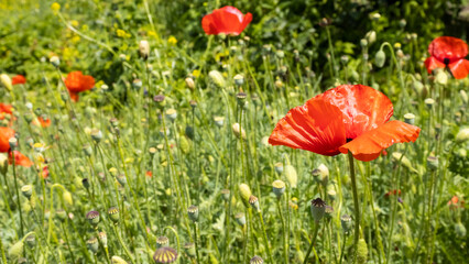poppy flowers in a field