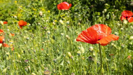 Fototapeta premium poppy flowers in a field