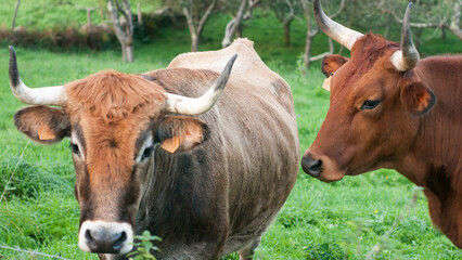 Vaca marr&oacute;n en pradera verde tras alambre