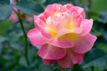 A close-up shot of a pink rose flower reveals the irresistible beauty of a natural creation.