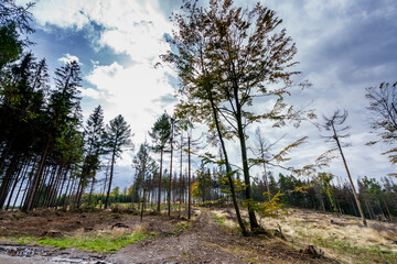 Der Wald nach dem Borkenkäfer
